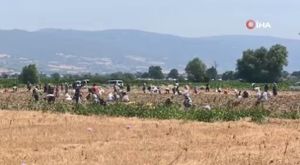 Fotokapana yakalanan sincap ve tilki görenleri gülümsetti