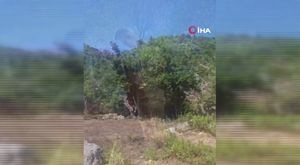 Adana'da iki araç çalan 17 yaşındaki zanlı, polis takibiyle yakalandı