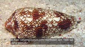 Ezberlerinizi Bir Anda Bozacak İlginç Bilgiler 