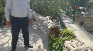 Bursa Eskikarağaç’taki leylek yuvalarında bahar temizliği