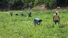 Tescilli Adana karpuzunda hasat başladı: Kilogramı 20-24 lira