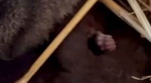 Adana’da çöp ev temizlendi