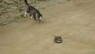 Cat vs snake