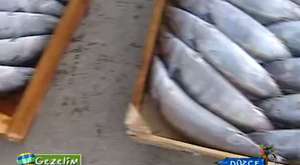 Filme saddam ollmedi