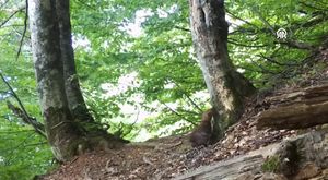 Trafikte 'çiğ köfteli' kadın trafik magandası!