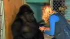 Kedisi Ölen Goril'in İşaret Diliyle Üzüntüsünü İfade Etmesi
