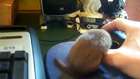 Playful weasel distracts the owner from work 