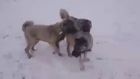 Anadolu Çoban Köpekleri Sivas Kangallarının Kar Tatili