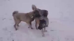 Anadolu Çoban Köpekleri Sivas Kangallarının Kar Tatili