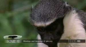 Yabancı Dil Konuşan Akıllı Maymunlar