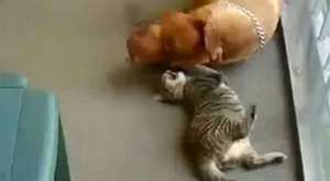 Kedi köpekten intikam alıyor :)