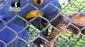 Taklit ustası güldürüp geçiren süper papağan