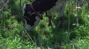 Öğrencisini sınıftan çıkarıp boğazını sıktı, yumruk attı!