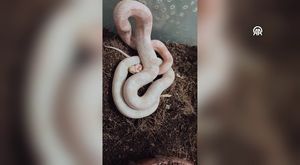 Bursa'nın 'sineksavar timi' iş başında