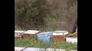 Çine'de arı katliamı