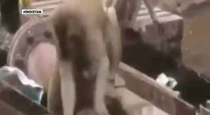 elektrik çarpan arkadaşını kurtaran maymun