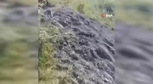 Bursa'da yunus balıklarının şovu kameralarda
