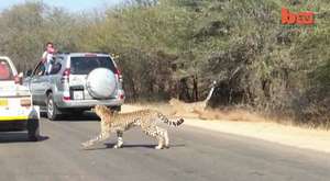 Cheetah Chases Impala Antelope Into Tourist's Car on Safari