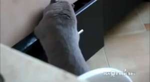 Cats acting strange after vet visit - Cat video compilation 
