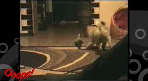 Funny Animals - Funny Home Videos - The Singing Dog - Must Watch