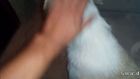 Şiddet Mağduru Hamile Köpek Himayemize Alındı - Dost Derneği 