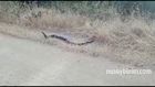 Nusaybin'de yılanların dansı kameraya yansıdı