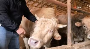 Bursa'da kontrolden çıkan otomobil ağaca çarptı, yaya son anda kurtuldu!