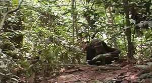 Iki ayak üzerinde dik olarak yürüyen Bonobo maymunları