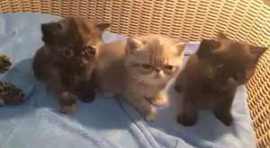 Senkronize Kedi Yavruları