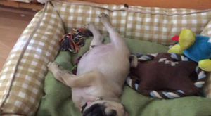 Canlı Yayın - K9KopekEgitimOkulu - 2017-06-08 20:45