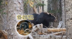 Yaklaşmamanız Gereken EN Acımasız ve Vahşi Hayvanlar 