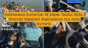 Kahramanca Kurtarılan 38 Köpek: Balıkçı Ekibi, Göletteki Köpekleri Boğulmaktan Son Anda Kurtardı