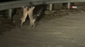 Enkaz kentin duvarları kadın eliyle renklendi