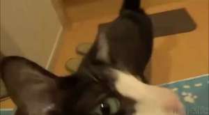 Dostlarımız - Kedi Bakımı - Kulak temizligi 