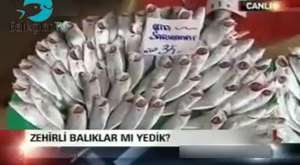 Sivas'da Dev Yayın Balığı (21.03.2013)