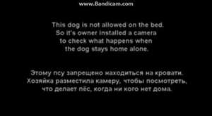Yatağa Çıkması Yasaklanan Köpeğin Sahibi Evden Giderse