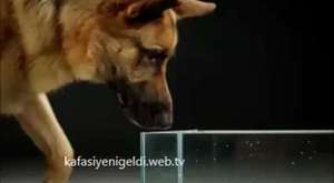 Köpekler Nasıl Su İçer ?