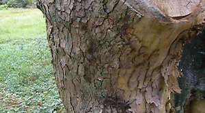Karıncalar, ağaçta yaşayanları