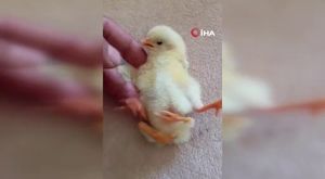 OTOBÜS ŞOFÖRÜ BAYILAN ÇOCUĞU HASTANEYE BÖYLE YETİŞTİRDİ