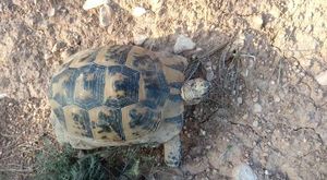 Çatalavrat kulağa kaçan süreğen böceği hakkında bilgiler kulağa kaçan süreğen böceği nedir 