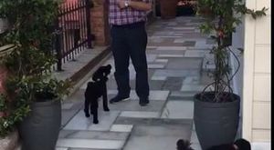 Canlı Yayın - K9KopekEgitimOkulu - 2017-06-08 20:45