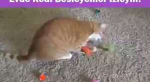 Evde kedi doğumu nasıl yaptırılır ali serdar evcil hayvan bakımı