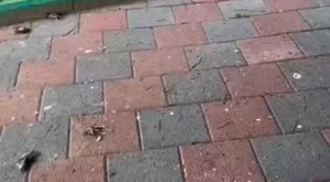 Kozan Kalesi eteklerinde çıkan örtü yangını söndürüldü