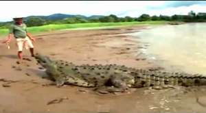 Shocking Alligator Video