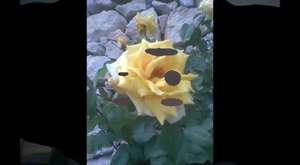 Batırma Türküsü (Ali Ünlü)