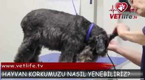Hayvan korkumuzu nasıl yeneriz? | VETLİFE.TV - Dailymotion Video