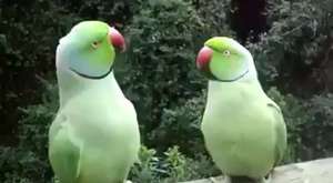 Çince konusan Papaganlar