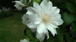 Thorncroft Clematis Chelsea Preview 2014 part 2