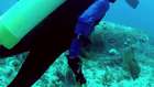 Swimming With Sea Turtles Beautiful Surprises Underwater