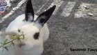 Yozgat Sevimli Tavşanlar - Yozgat Tv